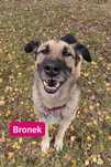 Spokojny pies w typie owczarka Bronek do adopcji