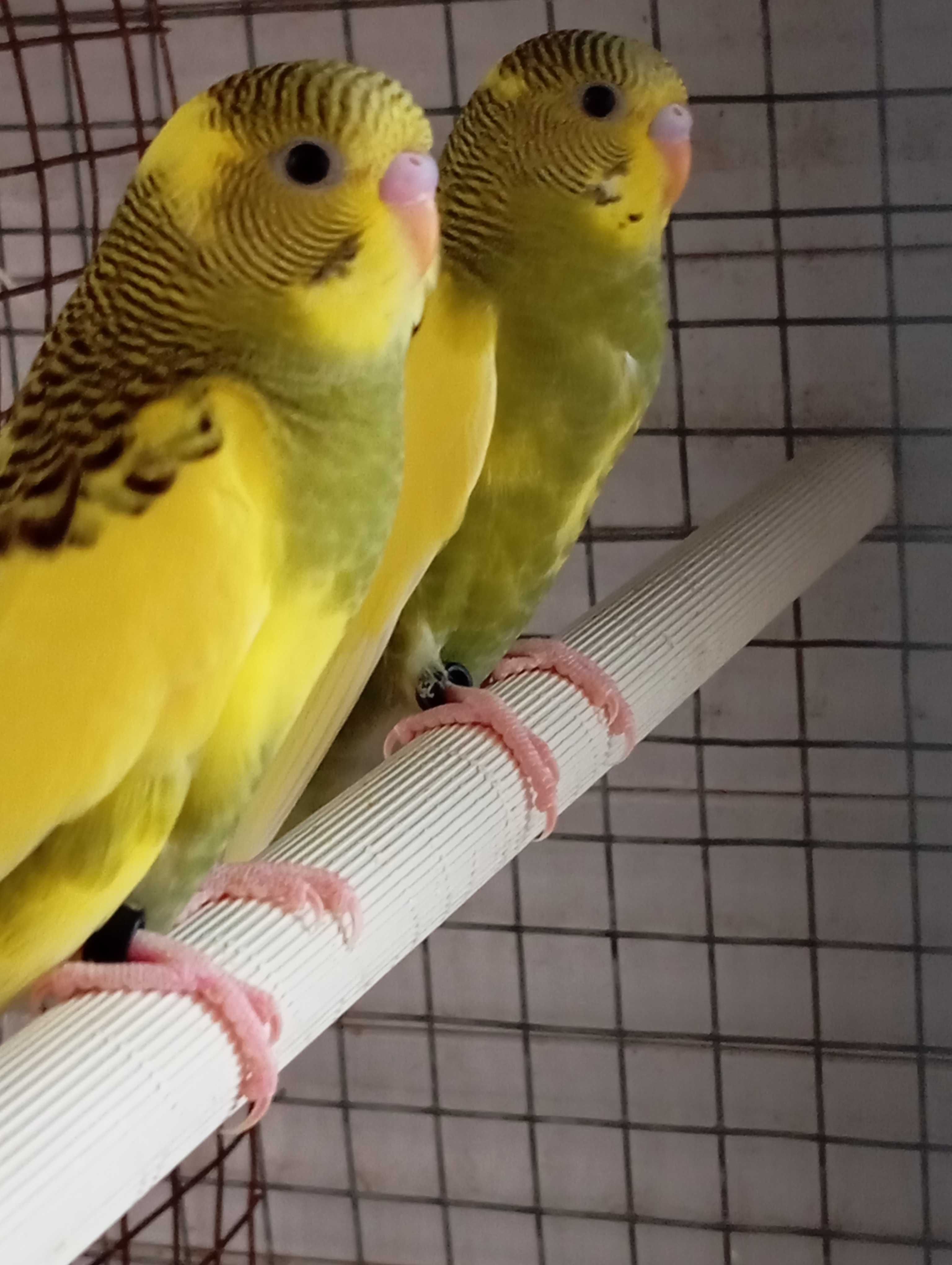 Piriquitos Australianos