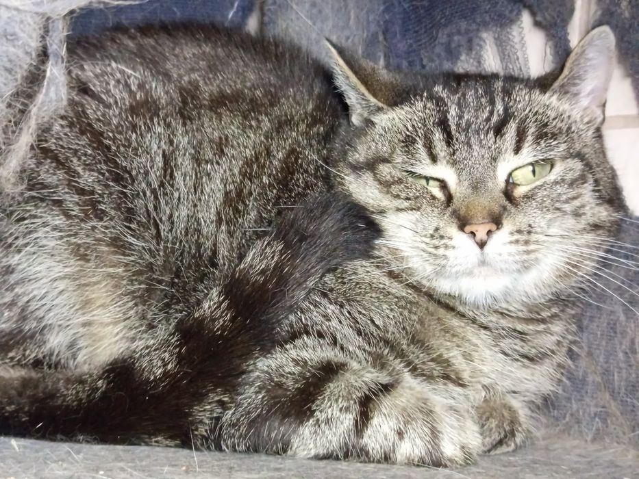 Dyzia, delikatna koteczka