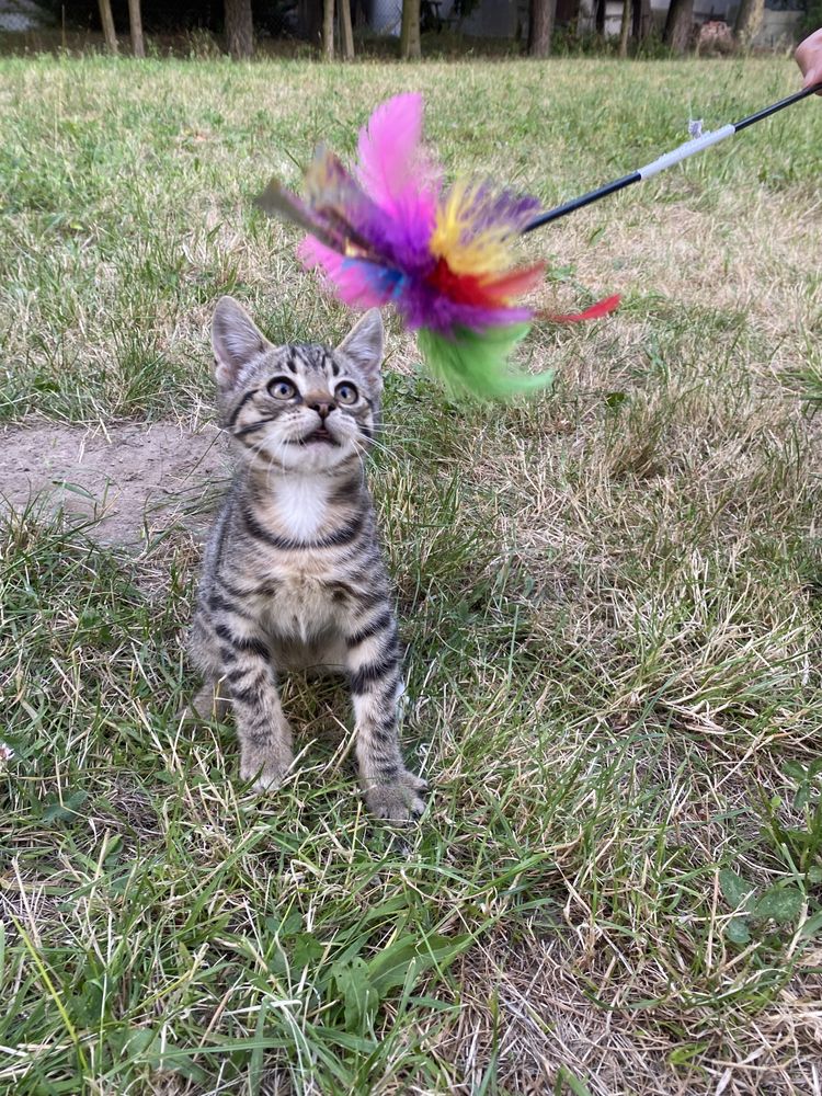 Wspaniały kocurek do adopcji - Whiskas szuka domku. Adoptuj