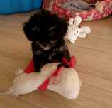 Maltipoo  piekny czarny mini