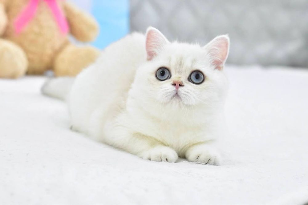 Дівчинка британська короткошерстна