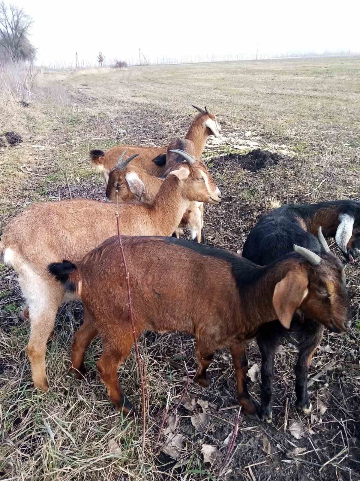Продам нубійскі кози