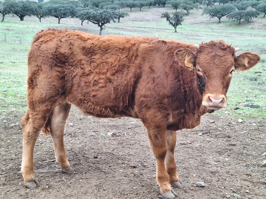 Novilhas cx charoles X limousine