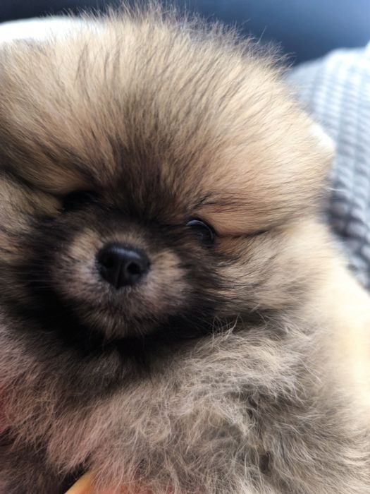 Spitz Anão Lulu da Pomerânia. Lop e Afixo Super mini. Russo