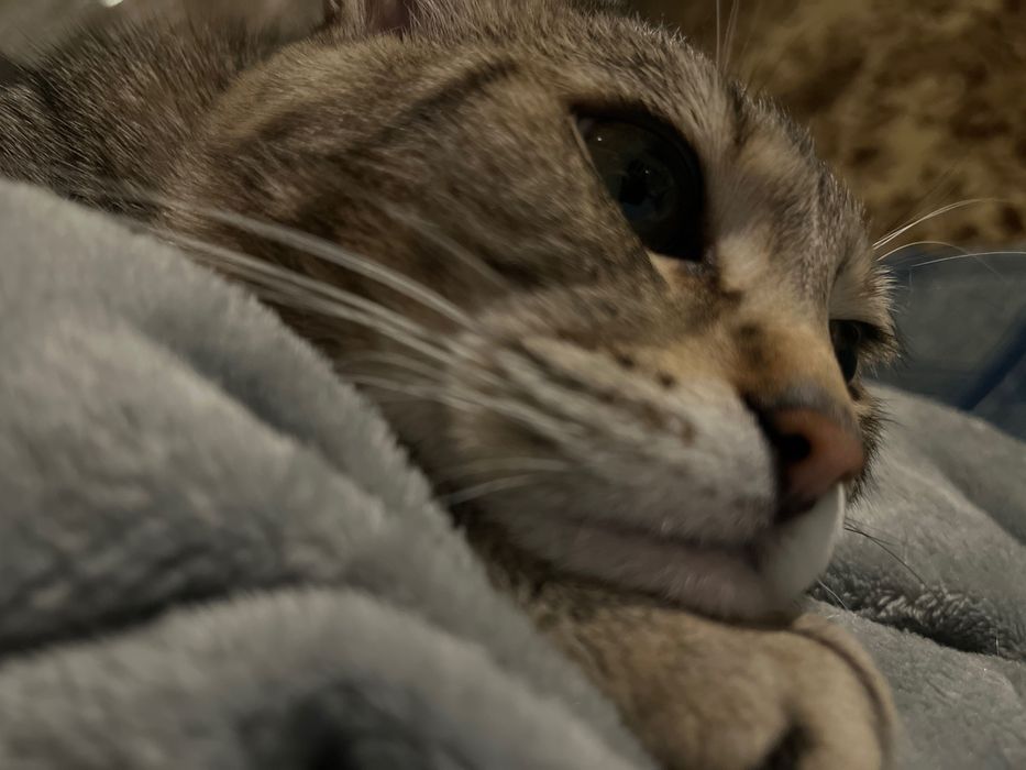 Віддам котика 2 роки в добрі руки безкоштовно , бо їду за кордон