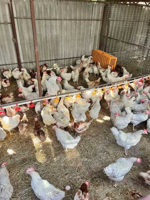 Кури несушки та молодки