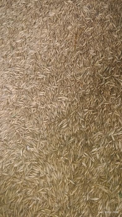 Пшениця,ячмінь,овес