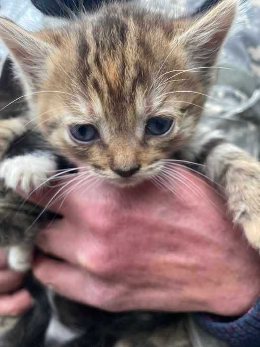 Кошенята від військових!