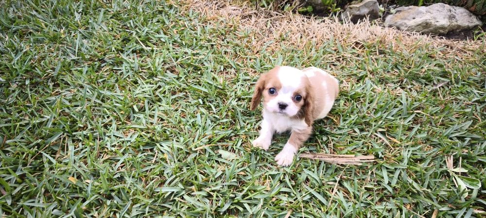 Cavalier king charles criado em ambiente familiar