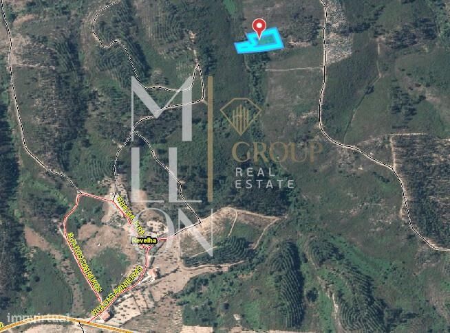 Terreno Rústico 1.520 m2 com Oliveiras e Pinhal – Amêndoa, Mação (Ribe