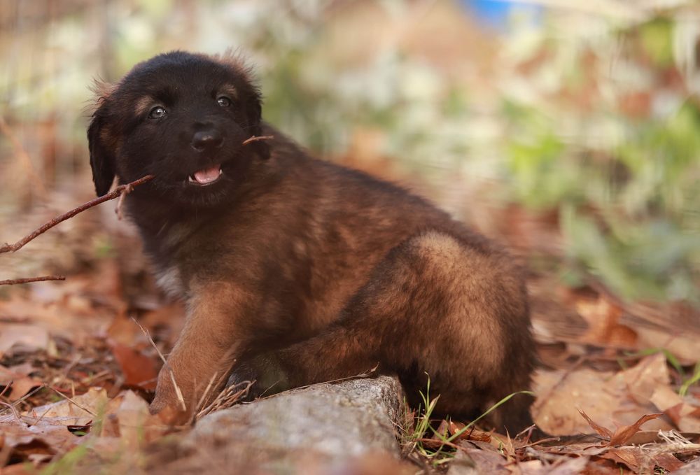 Serra da Estrela, Cachorros