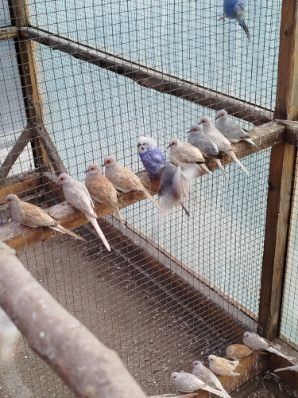 Gołąbki Diamentowe