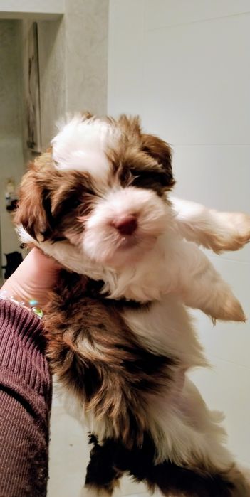 Przecudny HAWAŃCZYK z rodowodem ZHPR/UCI