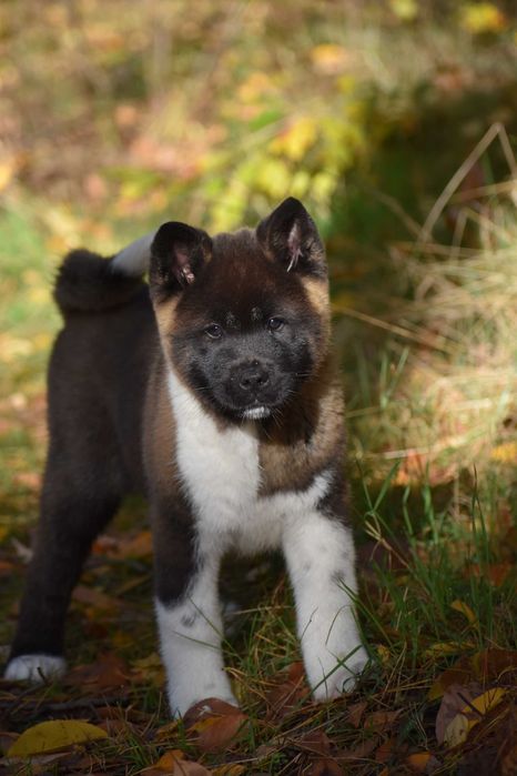 Akita amerykańska, Akity Amerykańskie - suczka ZKwP/FCI