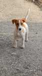 Vendo Jack russel Terrier com Pedigree Macho