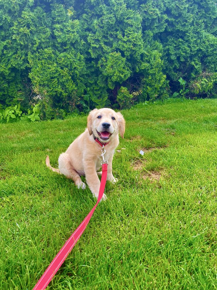 Golden Retriever suczka gotowa do odbioru