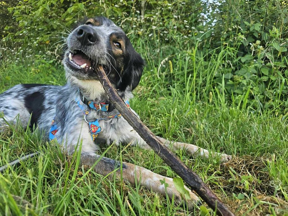 Nieduży, młody psiak o pięknym umaszczeniu do adopcji - Rezner