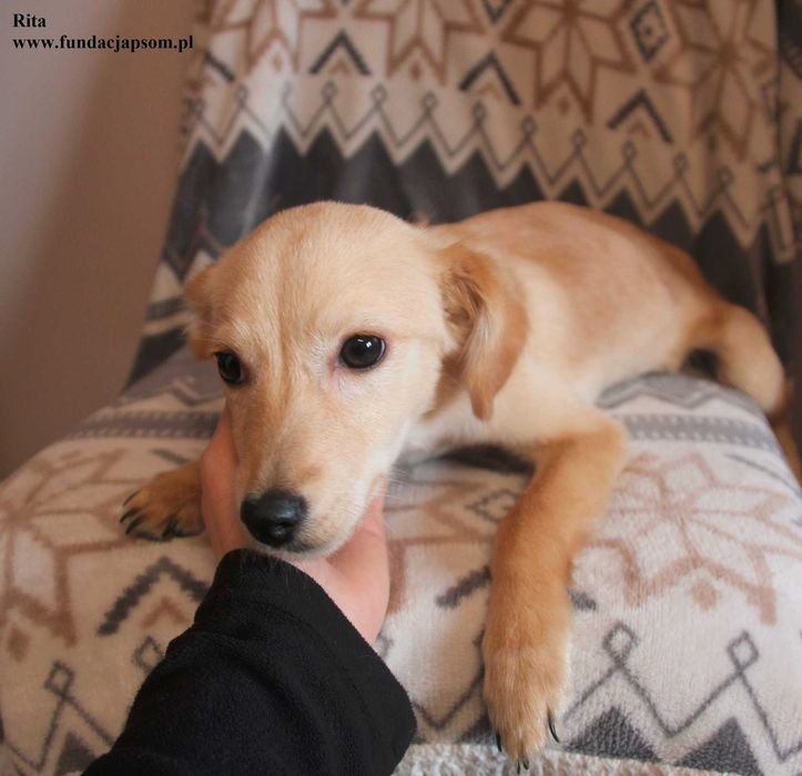 Rita, szczeniaczek szuka domku