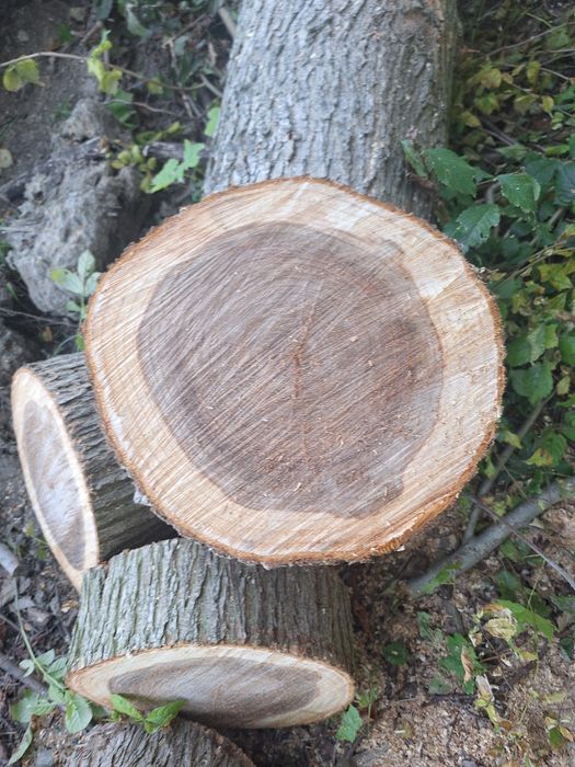 Plastry drewna wiązu klonu I jesionu