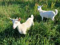 2 kozy młode po mlecznej matce