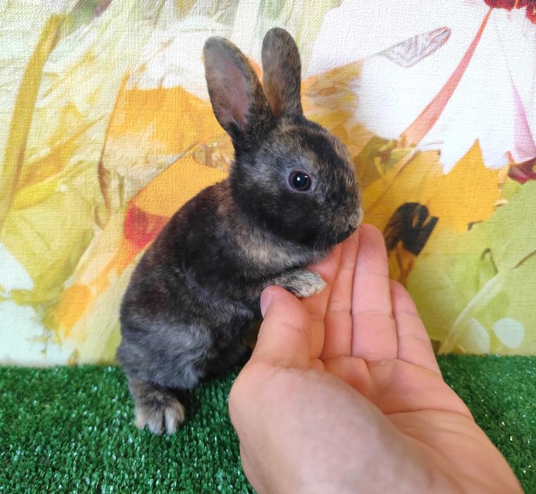 PIĘKNY Mini Rex królik miniaturka karzełek