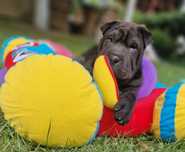Suczka shar pei FCI