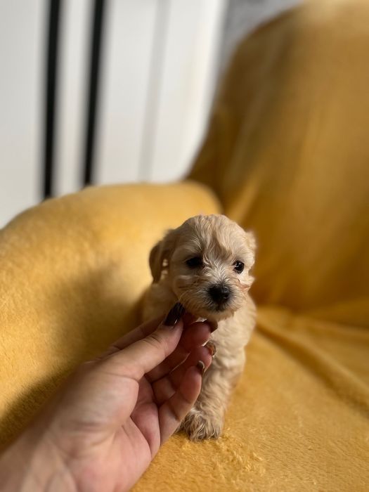 Maltipoo - hybryda maltańczyk i pudel toy