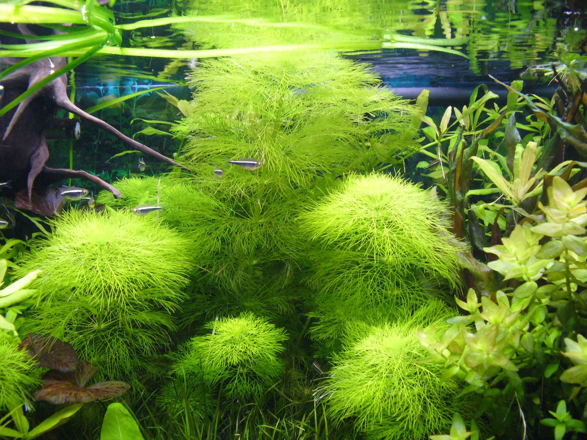 Limnophila Aquatika(Lisi ogon) i inne-(zestawy roślin- start i reset)