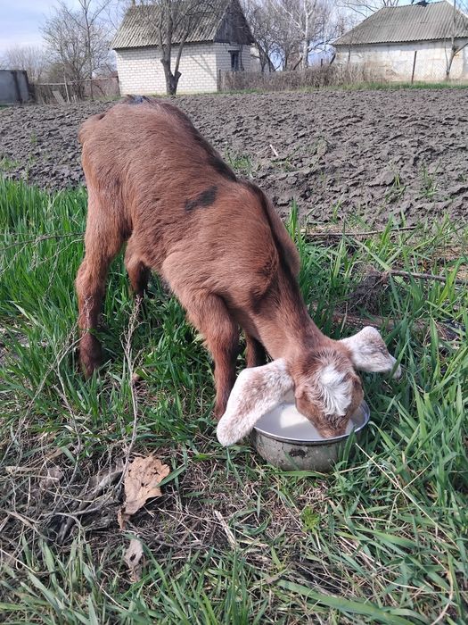 Козенята нубійські