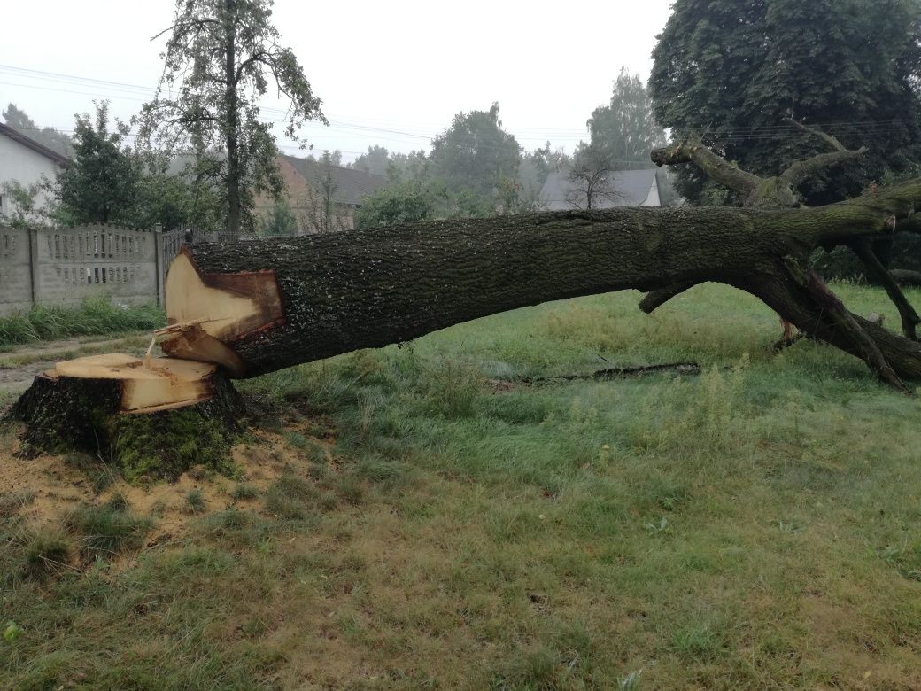 Dąb, kłody sprzedam