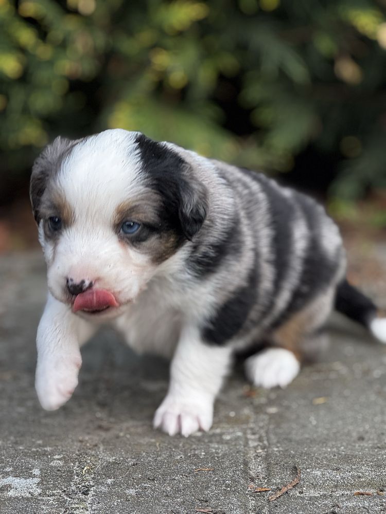 Amerykański owczarek miniaturowy- MAS - Mini Aussie- piesek FCI