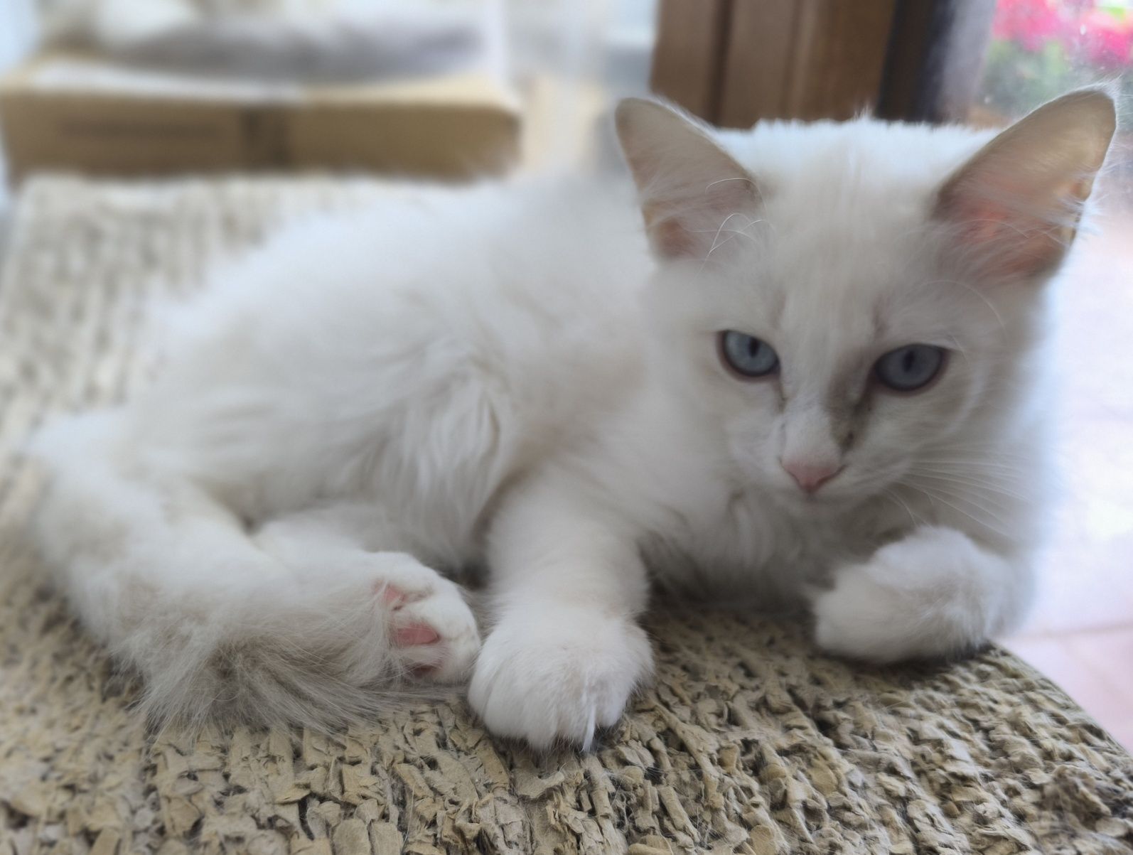 CUDOWNA kotka Ragdoll blue bicolour tabby po Supreme Champion
