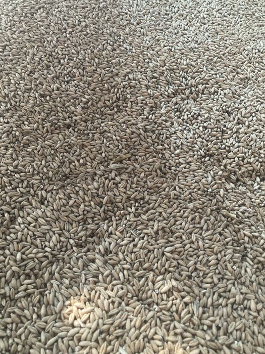 Żyto hybrydowe, pszenica, pszenżyto