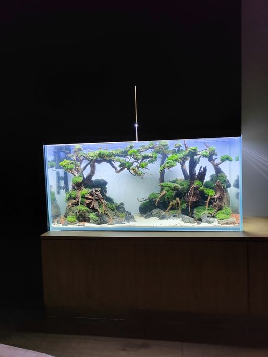 Akwarium w stylu drzew Bonsai