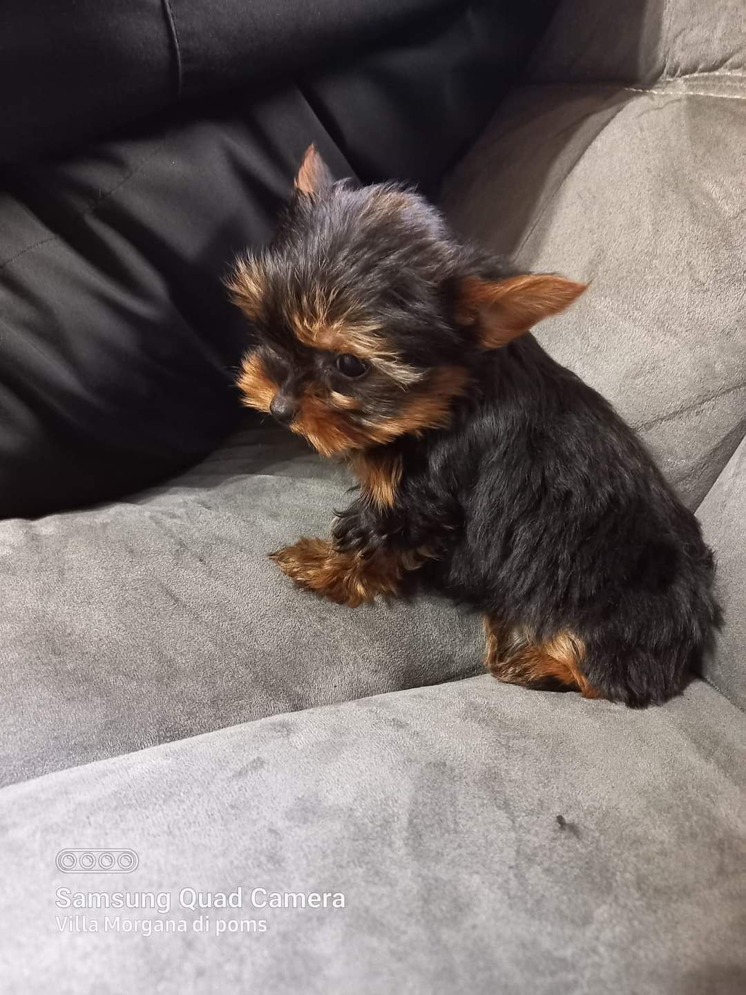 Yorkshire terrier menina