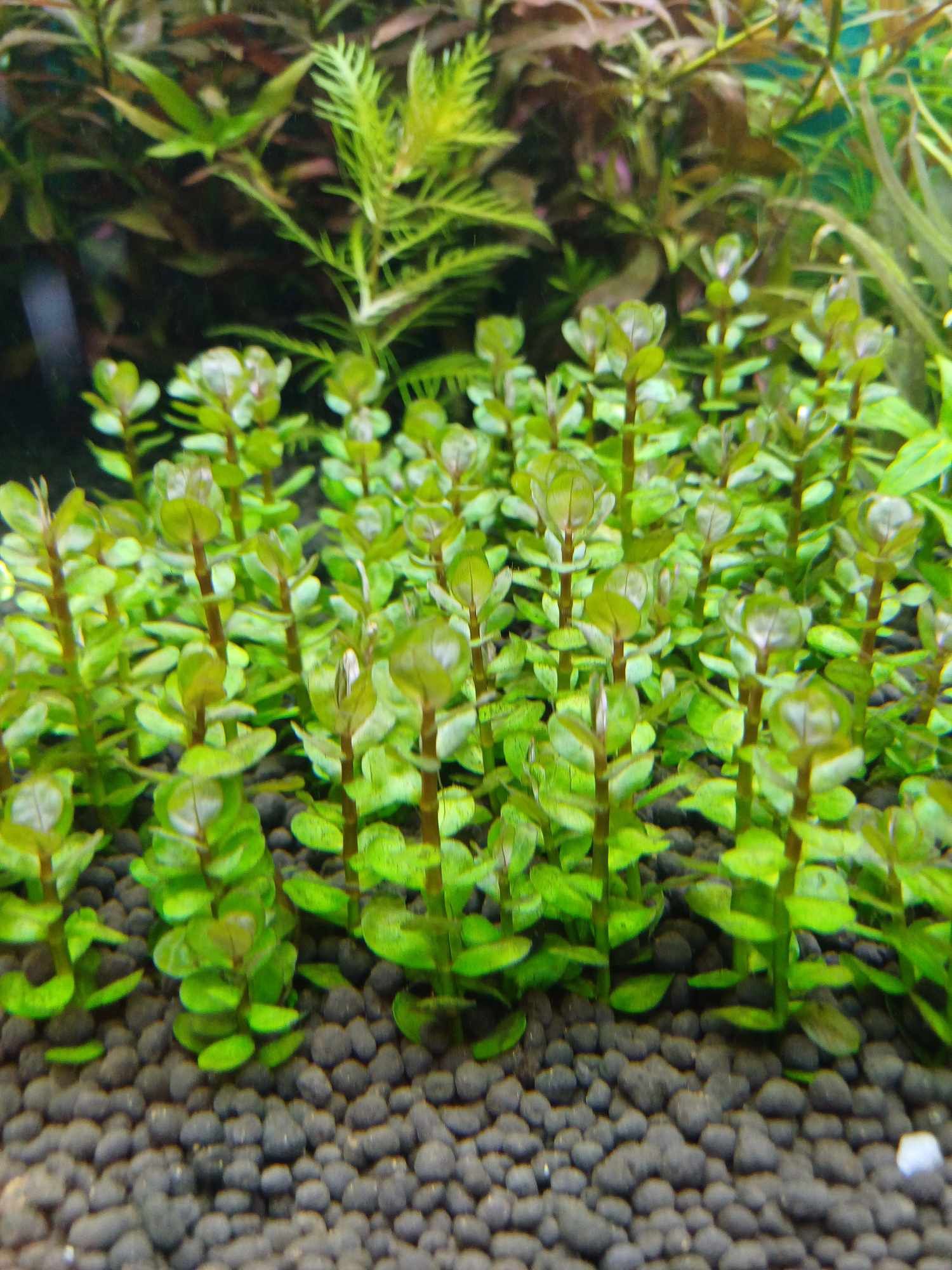 Ammania bonsai, rotala 1/2plan hodowla roślin wysyłka