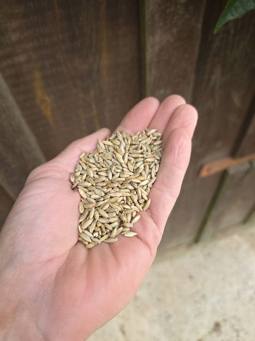 zyto żyto eko ekologiczna certyfikat ozime