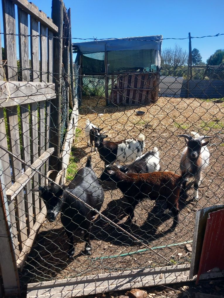 Vendo Rebanho de Cabras e Bodes Reprodutores – 4 Animais em Excelente