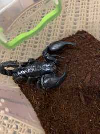 Скорпион Петерси маленькие и крупные особи