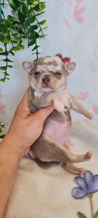 Excelente mini menina lilac merle Chihuahua/Chiuaua de Qualidade