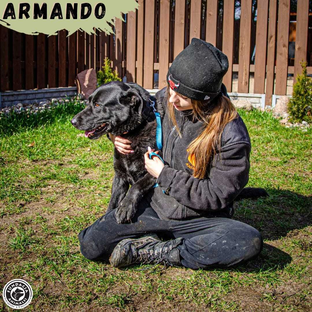 Armando, piękny pies szuka domu