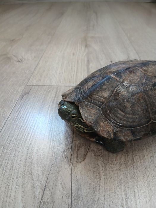 Żółwie chińskie samice