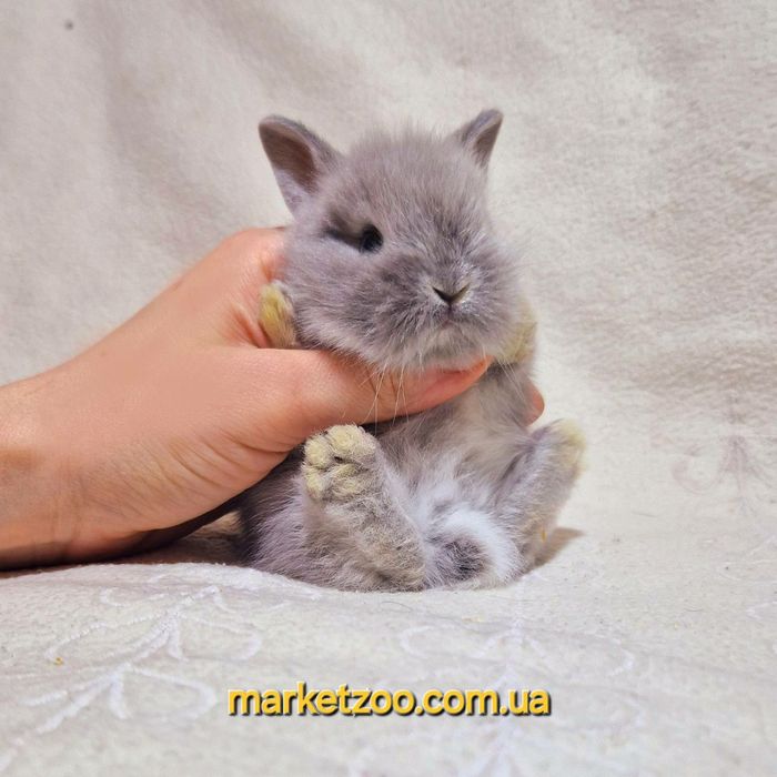 Мини карликовий кролик карликовый міні левоголовий карликовые карликов
