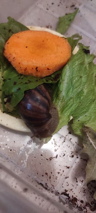 Супер Ахатины Имакуляты