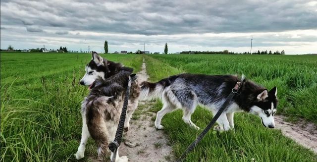 Oferuje spacery, wybieganie itp dla psów ras północnych