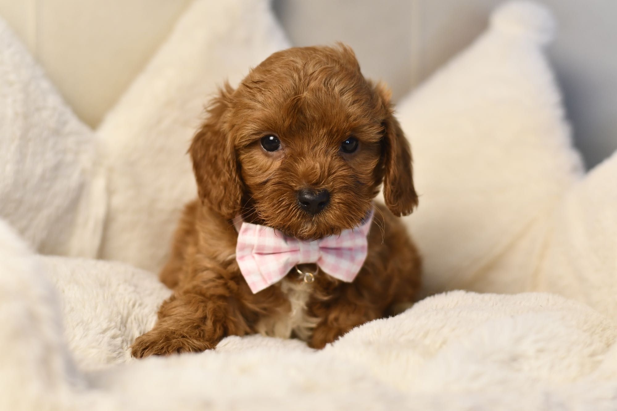 Cavapoo F1 RED BROWN wyjątkowa dziewczynka gotowa do odbioru