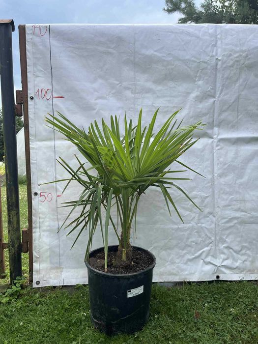 Trachycarpus fortunei
