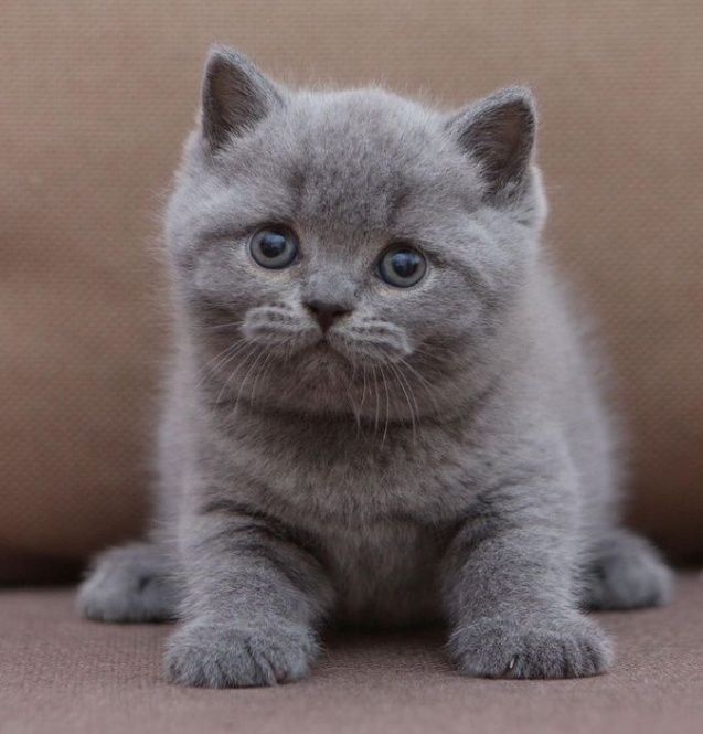 Серенькие мальчики и девочки