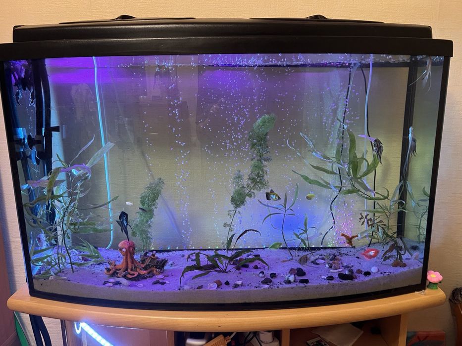 Аквариум панорамный 250л + тумба